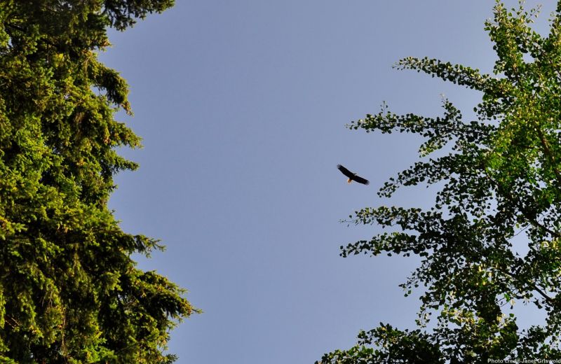 Bald Eagle over Beaux Arts Beach